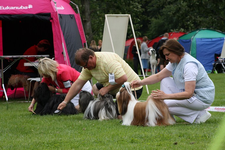 Shih Tzu Danmark